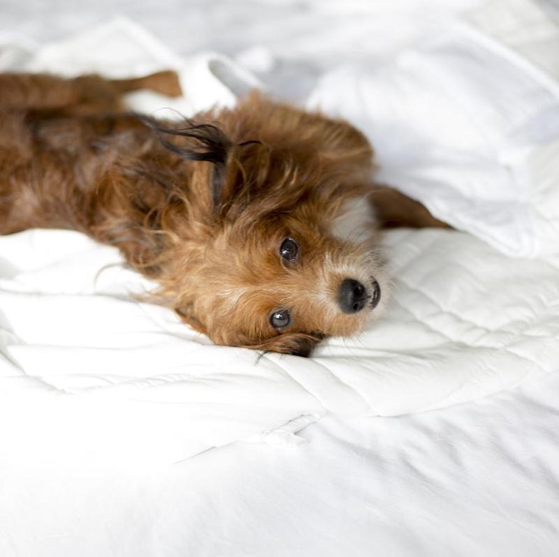 Baloo Blanket For PEts